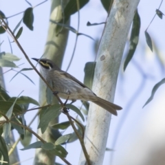 Caligavis chrysops (Yellow-faced Honeyeater) at Higgins, ACT - 25 Apr 2018 by Alison Milton