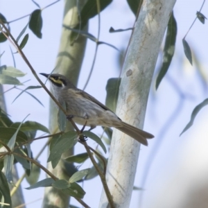 Caligavis chrysops at Higgins, ACT - 26 Apr 2018