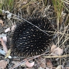 Tachyglossus aculeatus (Short-beaked Echidna) at Aranda, ACT - 27 Apr 2018 by JohnB