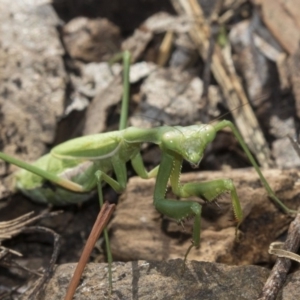 Pseudomantis albofimbriata at Higgins, ACT - 24 Apr 2018 12:43 PM