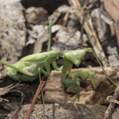 Pseudomantis albofimbriata (False garden mantis) at Higgins, ACT - 24 Apr 2018 by Alison Milton