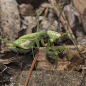 Pseudomantis albofimbriata at Higgins, ACT - 24 Apr 2018 12:43 PM