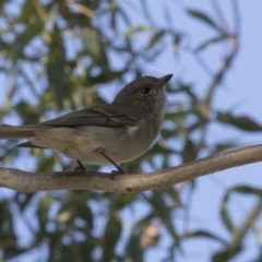 Pachycephala pectoralis (Golden Whistler) at Higgins, ACT - 25 Apr 2018 by Alison Milton