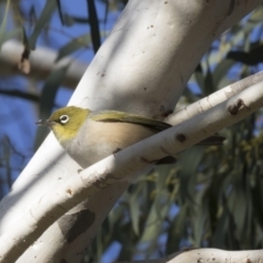 Zosterops lateralis (Silvereye) at Higgins, ACT - 26 Apr 2018 by Alison Milton