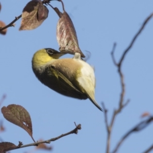 Zosterops lateralis at Higgins, ACT - 26 Apr 2018