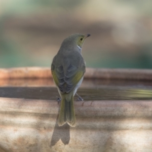 Ptilotula penicillata at Higgins, ACT - 26 Apr 2018 09:41 AM