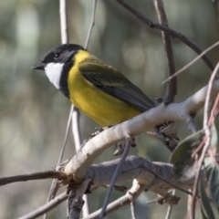 Pachycephala pectoralis (Golden Whistler) at Acton, ACT - 27 Apr 2018 by Alison Milton