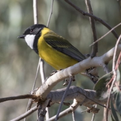 Pachycephala pectoralis (Golden Whistler) at Acton, ACT - 27 Apr 2018 by AlisonMilton