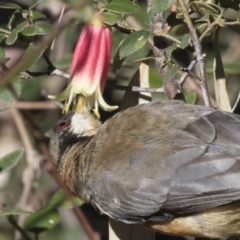 Acanthorhynchus tenuirostris (Eastern Spinebill) at Acton, ACT - 27 Apr 2018 by AlisonMilton