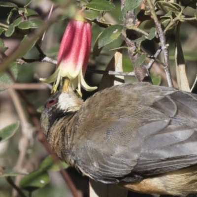 Acanthorhynchus tenuirostris (Eastern Spinebill) at Acton, ACT - 27 Apr 2018 by Alison Milton