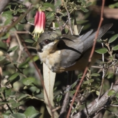 Acanthorhynchus tenuirostris at Acton, ACT - 27 Apr 2018