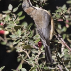 Acanthorhynchus tenuirostris at Acton, ACT - 27 Apr 2018 11:11 AM