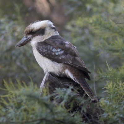 Dacelo novaeguineae (Laughing Kookaburra) at Acton, ACT - 27 Apr 2018 by AlisonMilton