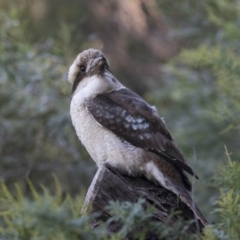 Dacelo novaeguineae at Acton, ACT - 27 Apr 2018