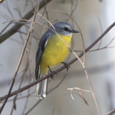 Eopsaltria australis (Eastern Yellow Robin) at Acton, ACT - 27 Apr 2018 by Alison Milton