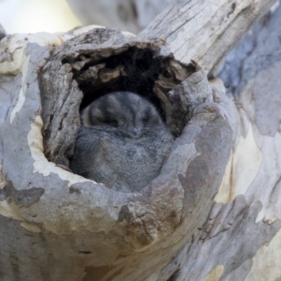 Aegotheles cristatus (Australian Owlet-nightjar) at Acton, ACT - 27 Apr 2018 by Alison Milton
