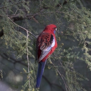 Platycercus elegans at Acton, ACT - 27 Apr 2018 04:25 PM