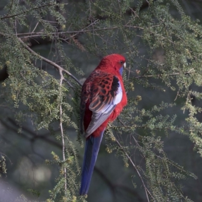 Platycercus elegans (Crimson Rosella) at Acton, ACT - 27 Apr 2018 by Alison Milton