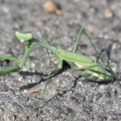 Pseudomantis albofimbriata (False garden mantis) at ANBG - 27 Apr 2018 by Alison Milton