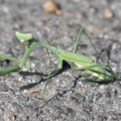 Pseudomantis albofimbriata (False garden mantis) at Canberra Central, ACT - 27 Apr 2018 by Alison Milton