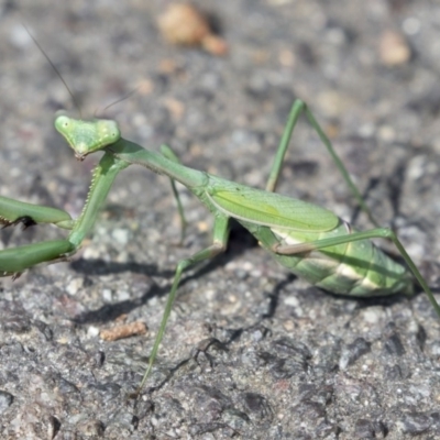 Pseudomantis albofimbriata (False garden mantis) at ANBG - 27 Apr 2018 by Alison Milton