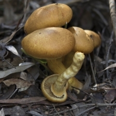 Gymnopilus junonius (Spectacular Rustgill) at Acton, ACT - 27 Apr 2018 by Alison Milton