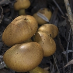 Gymnopilus junonius at Acton, ACT - 27 Apr 2018