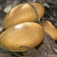 Gymnopilus junonius at Acton, ACT - 27 Apr 2018