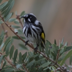 Phylidonyris novaehollandiae (New Holland Honeyeater) at Fyshwick, ACT - 18 Apr 2018 by Alison Milton