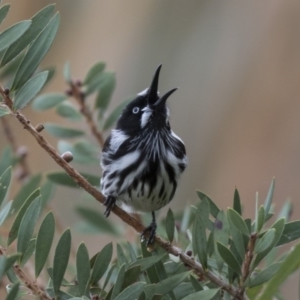 Phylidonyris novaehollandiae at Fyshwick, ACT - 19 Apr 2018 09:21 AM