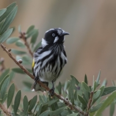 Phylidonyris novaehollandiae at Fyshwick, ACT - 19 Apr 2018 09:21 AM