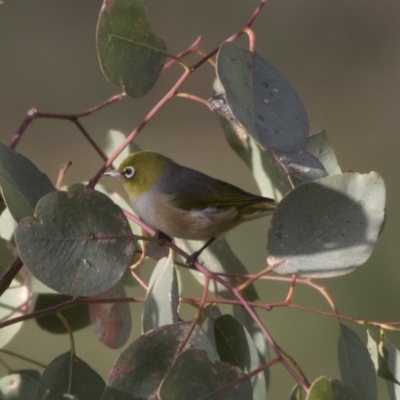 Zosterops lateralis (Silvereye) at Fyshwick, ACT - 18 Apr 2018 by Alison Milton