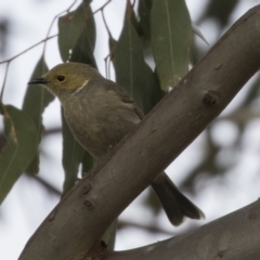 Ptilotula penicillata (White-plumed Honeyeater) at Fyshwick, ACT - 18 Apr 2018 by Alison Milton