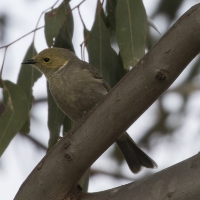 Ptilotula penicillata (White-plumed Honeyeater) at Fyshwick, ACT - 19 Apr 2018 by Alison Milton
