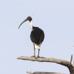 Threskiornis spinicollis (Straw-necked Ibis) at Fyshwick, ACT - 18 Apr 2018 by Alison Milton