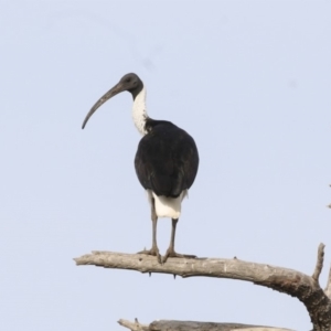 Threskiornis spinicollis at Fyshwick, ACT - 19 Apr 2018