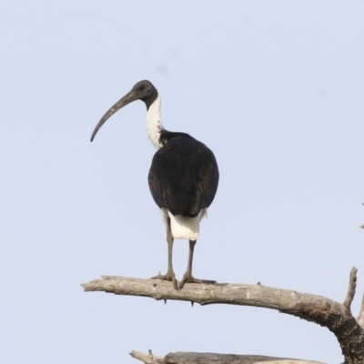 Threskiornis spinicollis (Straw-necked Ibis) at Fyshwick, ACT - 19 Apr 2018 by AlisonMilton