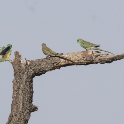 Psephotus haematonotus (Red-rumped Parrot) at Fyshwick, ACT - 19 Apr 2018 by AlisonMilton