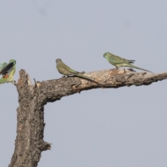 Psephotus haematonotus (Red-rumped Parrot) at Jerrabomberra Wetlands - 18 Apr 2018 by Alison Milton