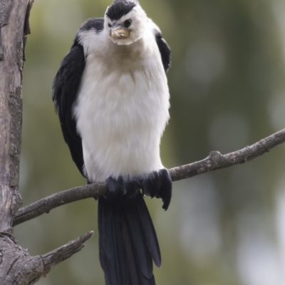 Microcarbo melanoleucos (Little Pied Cormorant) at Fyshwick, ACT - 19 Apr 2018 by AlisonMilton