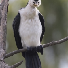 Microcarbo melanoleucos at Fyshwick, ACT - 19 Apr 2018