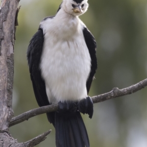 Microcarbo melanoleucos at Fyshwick, ACT - 19 Apr 2018 10:14 AM