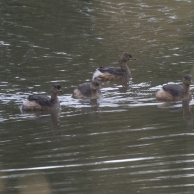 Tachybaptus novaehollandiae (Australasian Grebe) at Fyshwick, ACT - 19 Apr 2018 by Alison Milton