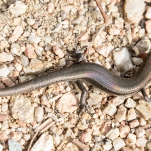 Lampropholis delicata at Fyshwick, ACT - 19 Apr 2018