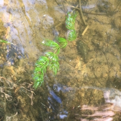 Ceratophyllum demersum (Hornwort) at Lake Burley Griffin West - 10 Apr 2018 by JaneR