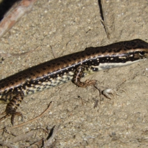 Eulamprus heatwolei at Gordon, ACT - 27 Apr 2018 11:36 AM