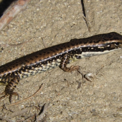 Eulamprus heatwolei (Yellow-bellied Water Skink) at Point Hut to Tharwa - 27 Apr 2018 by Christine
