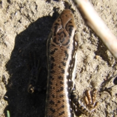 Eulamprus heatwolei at Gordon, ACT - 27 Apr 2018 11:36 AM