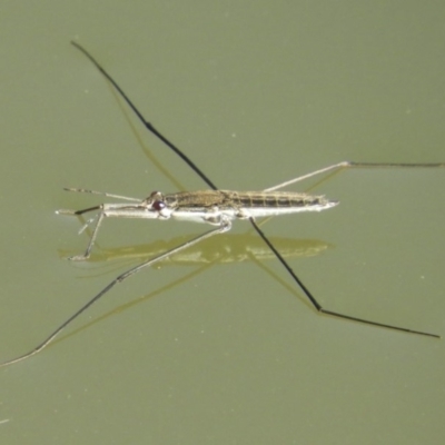 Aquarius antigone (Water strider, pond skater) at Gordon, ACT - 27 Apr 2018 by Christine