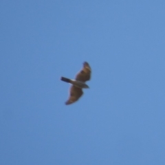 Accipiter cirrocephalus (Collared Sparrowhawk) at Tidbinbilla Nature Reserve - 27 Apr 2018 by Christine
